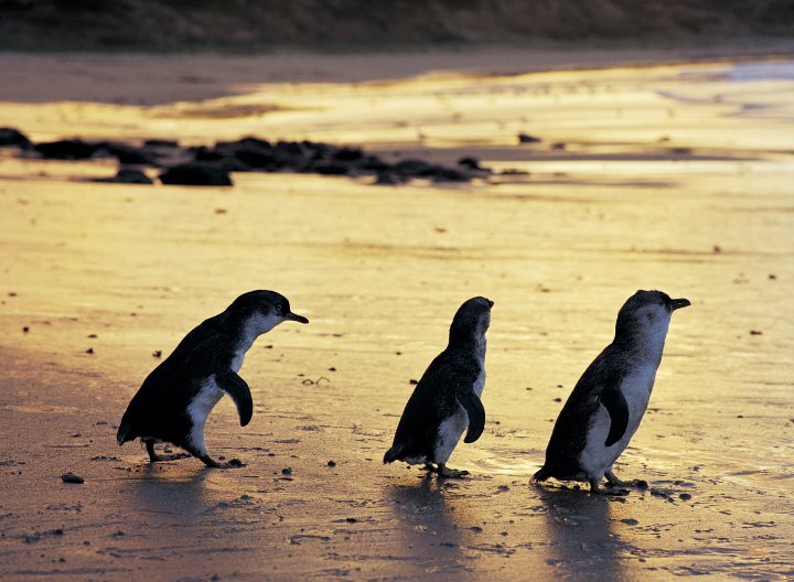 Phillip-Island-Penguins.jpg